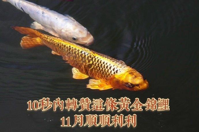 锦鲤语音苹果版茉莉语音包苹果手机安装-第2张图片-太平洋在线下载